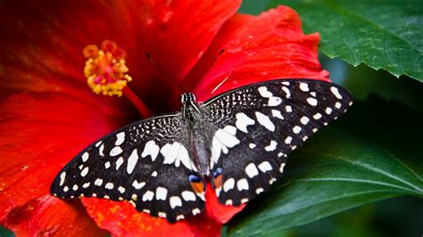 Wallpaper Butterfly Black White Insects Flowers Glass Nature
