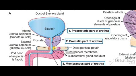 male urethra parts 4 youtube