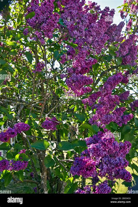 Close Up Of A Beautiful Dark Purple Lilac Bush Stock Photo Alamy