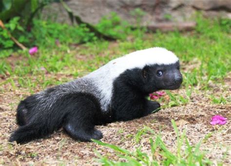 Baby Honey Badgers Also Dont Care Baby Animal Zoo