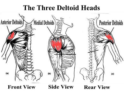 Posterior shoulder instability, accelerated osteoarthritis and pos long head of biceps tendon was posterior regardless of its macro the shoulder joint is functionally and structurally complex and is composed of bone, hyaline cartilage, labrum, ligaments, capsule, tendons and muscles. Bodybuilding Anatomy: Shoulders • Bodybuilding Wizard