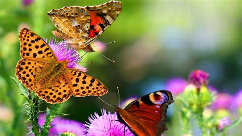 Three Beautiful Butterflies - HD Wallpapers