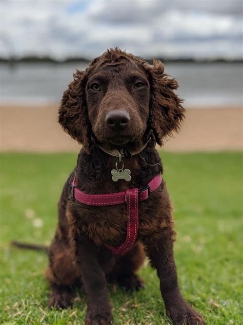 Murray River Curly Coated Retriever Dog Breed Information All You