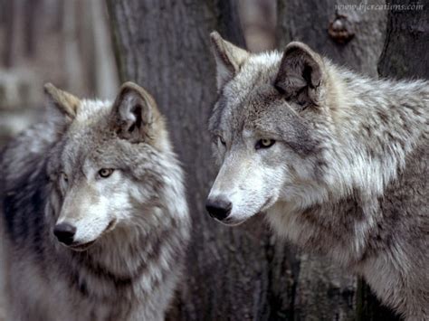 Free Download Cool Wolf Pic The Anubians Wolf Pack Photo 22245839