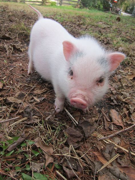 Pin By Megan Savage On Future Pets Baby Pigs Cute Piglets Cute Pigs