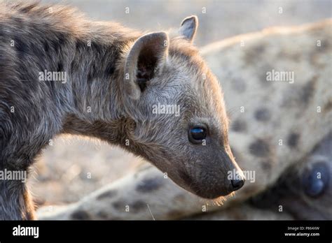 Rustende Gevlekte Hyenas Resting Spotted Hyenas Stock Photo Alamy