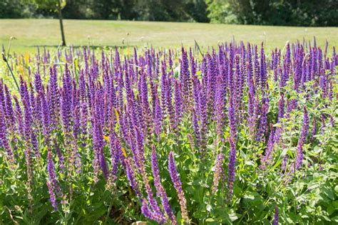 Long Stem Plant With Purple Flower Best Flower Site