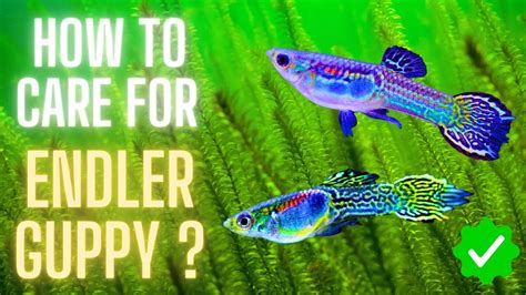 Endler Guppy Care How To Care For Endler Guppy A Complete Guide For