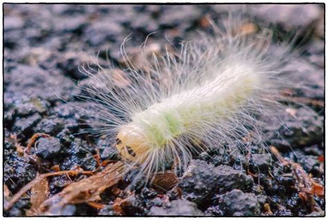 Hairy White Caterpillar Photography Images And Cameras