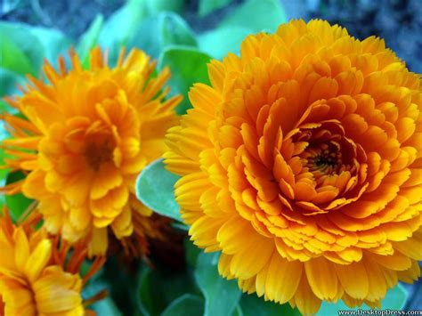 These beautiful pictures of pretty flowers are free stock photos and can be downloaded and commercially used because they are licensed under the free pexels license. Desktop Wallpapers » Flowers Backgrounds » Big Yellow ...