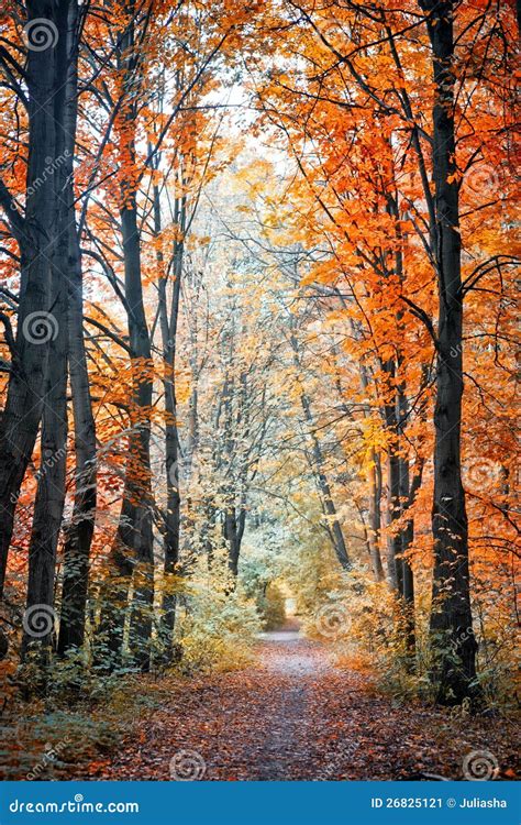 Autumn Alley Stock Image Image Of Fall Grove High 26825121