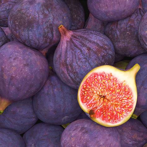 Where To Buy Fresh Figs In Nj Lucrecia Sperry
