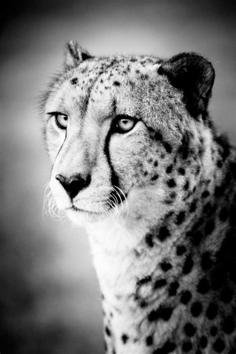 Cheetah Art Photograph Black And White Photography Nature Etsy