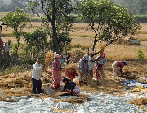 Ny Times Claims Nepal Crop And Migrant Crisis As Yields Set New