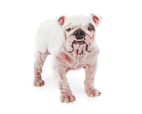 Top 10 How To Treat Allergic Reaction In Dogs