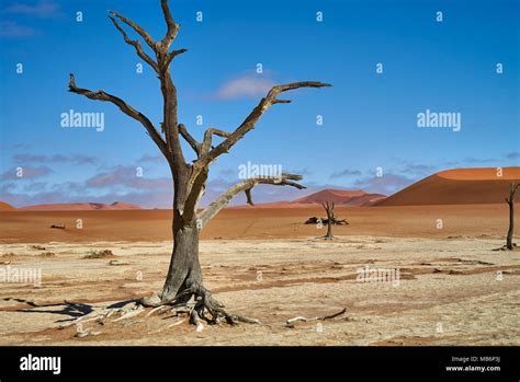 Famous Dead Vlei With Dead Acacia Trees Desert Landscape Of Namib At