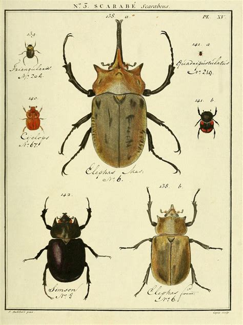 N54w1150 Insect Art Scientific Illustration Drawings