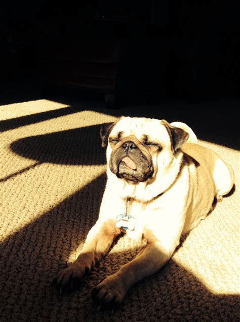 Catching Some Sun Pugs And Kisses Pugs Dogs