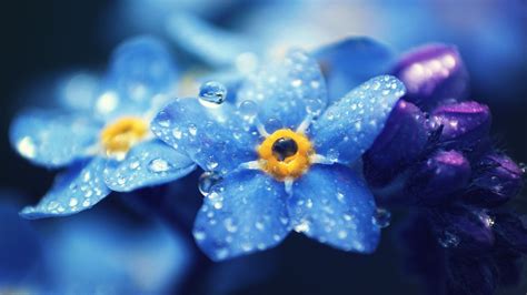 Flores Azules Gotas De Pétalos De Alta Calidad Fondo De Pantalla Hd