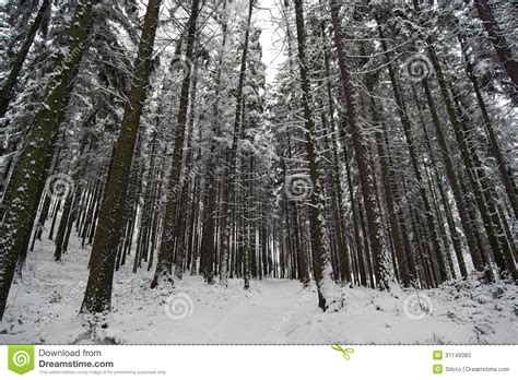 Winter Coniferous Forest Stock Image Image Of Coniferous 31149383