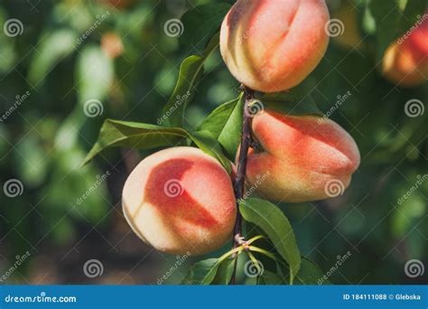 Three Ripe Peaches Weigh On Tree Branch Stock Photo Image Of