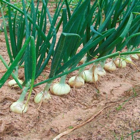 Allium Cepa Homeopatia Para Que Serve
