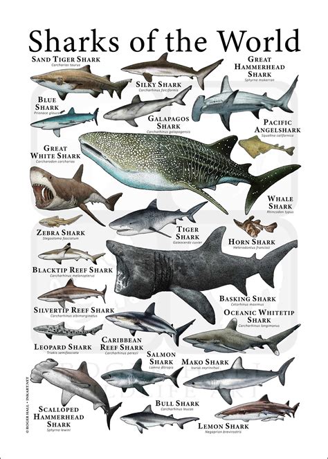 Sharks Of The World Poster Print Etsy Shark Pictures Species Of