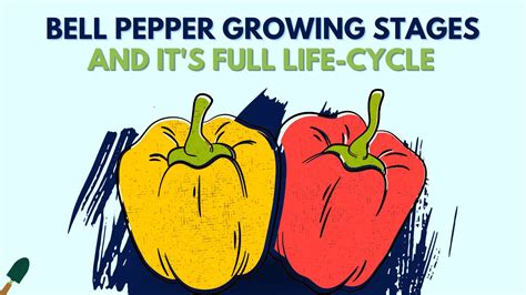 Bell Pepper Growing Stages A Complete Guide On Its Life Cycle