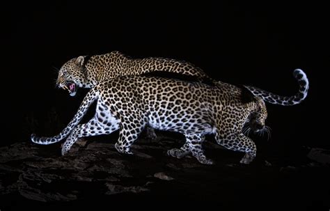 One Photographers Pursuit To Capture Pictures Of The Elusive African
