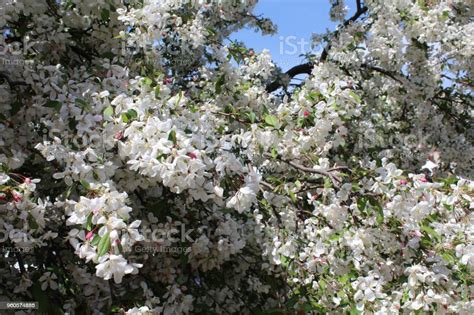 White Crabapple Tree In Full Bloom Stock Photo Download Image Now
