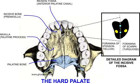 Hard Palate Anatomy And Fissural Maxillary Cysts Otolaryngology Houston
