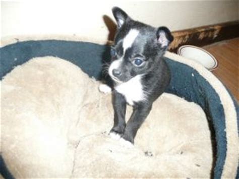 Chihuahua puppies for sale.they are four hundred dollars. Chihuahua Puppies in Michigan