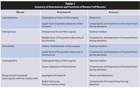 All About The Rotator Cuff Precision Nutrition