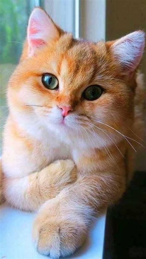 Beautiful Orange Cat Cute Cats And Kittens Cute Cats