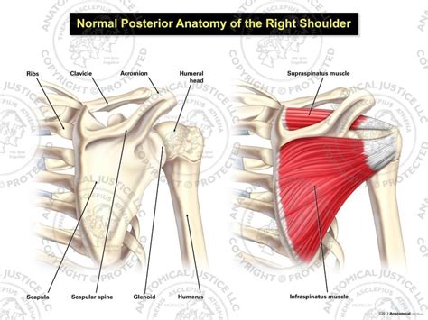 Normal Posterior Anatomy Of The Right Shoulder