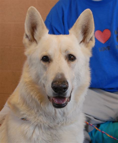 What health issues can the white gsd have? Booster, a White German Shepherd for adoption.