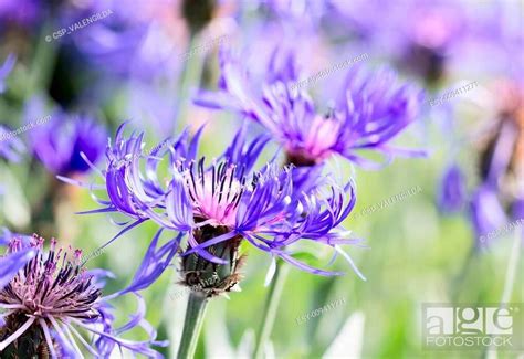 Blue Cornflowers Stock Photo Picture And Low Budget Royalty Free