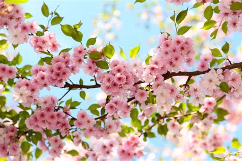 Cherry Blossoms Flowers Wallpapers Top Free Cherry Blossoms Flowers