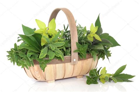 Herb Leaf Selection — Stock Photo © Marilyna 3531689