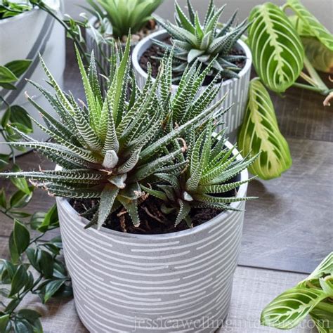 Diy Modern Indoor Plant Pots With Paint Pens Ideas For
