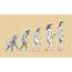 Human Evolution  Stock Image C011/9147 Science Photo Library