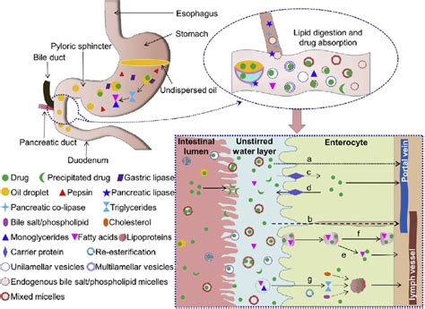 Illustration Of Gastrointestinal Lipid Digestion And Enhanced