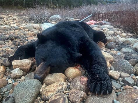 Heres My 2021 Newfoundland Spring Black Bear Taken On The 5th Day Of
