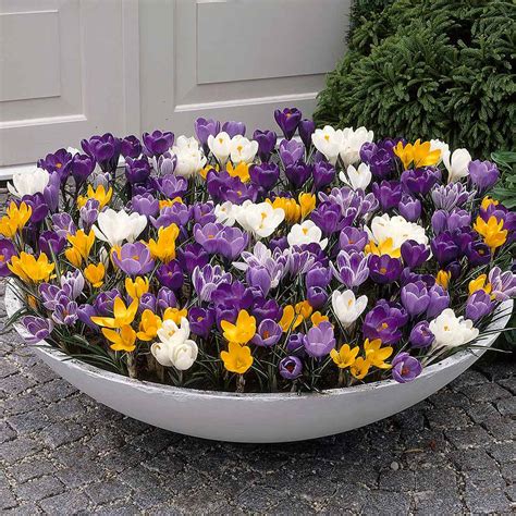 Buy Large Flowering Crocus Mix 78cm J Parker Dutch Bulbs