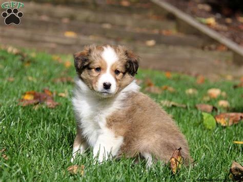 The best sheltie mixes and what to expect from them how much do shelties cost? Tina, Sheltie Mix puppy for sale in Parkesburg, Pa | Puppies, Puppies for sale, Sheltie
