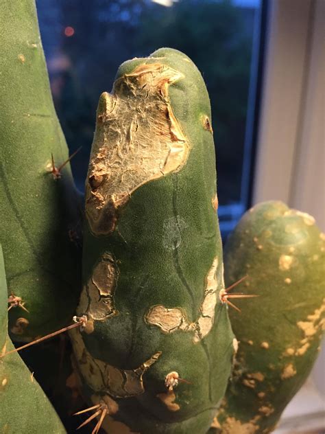 Diagnosis What Is This White Crust Forming On My Cactus During The