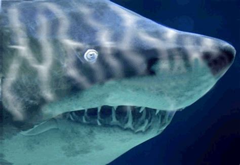 Today In Shark News HAPPY SHARK GIF ASSAULT ON YOUR SENSES THURSDAY