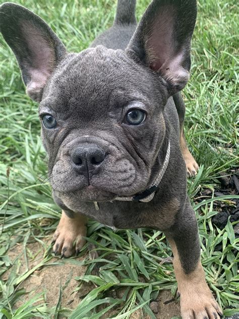 37 Most Expensive French Bulldog Colors Pic Bleumoonproductions
