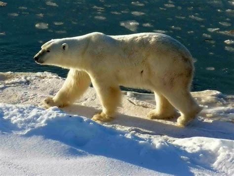 Oh No Not This Rubbish Again “recent Projections Suggest Polar Bears