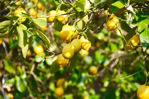 Can You Grow Lemon Trees In Arizona Scottsdale Tree Co Blog